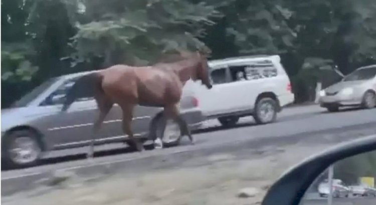 Владельца замеченных на трассе Алматы — Бишкек лошадей привлекли к ответственности