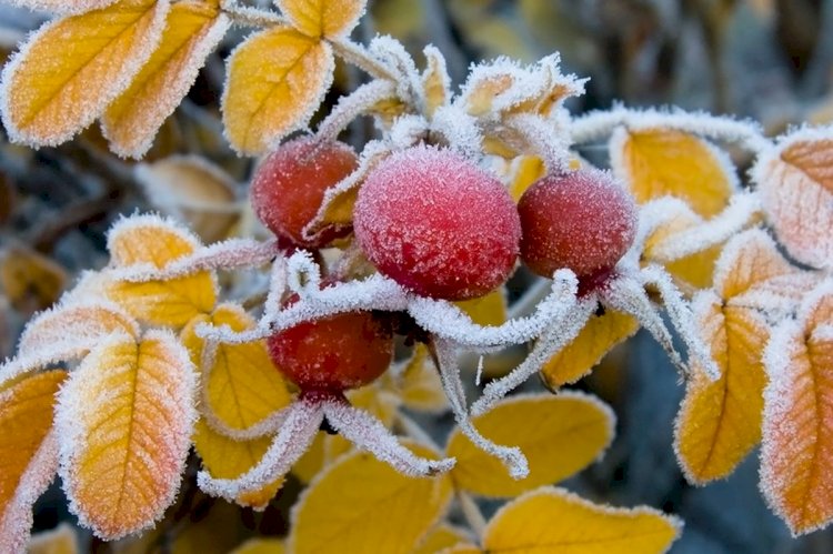 До девяти градусов мороза ожидается в Казахстане в ближайшие дни