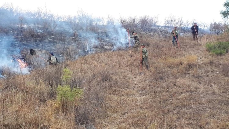 Третьи сутки тушат лесные пожары в ущельях Алматинской области