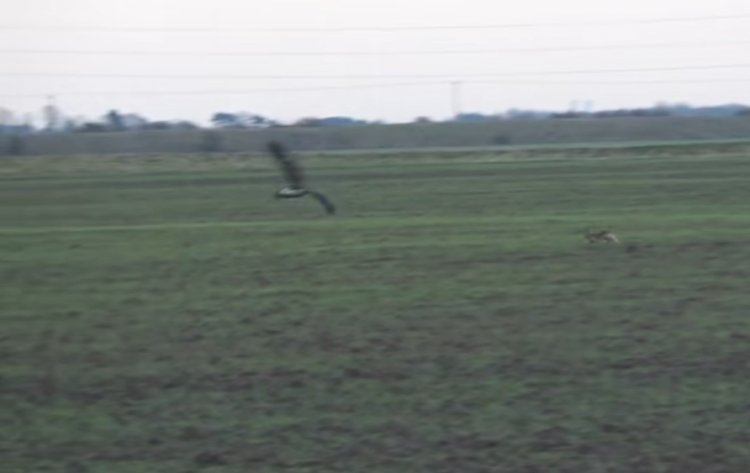 Видео с зайцем, проявившим чудеса ловкости, спасаясь от беркута, обсуждают в соцсетях