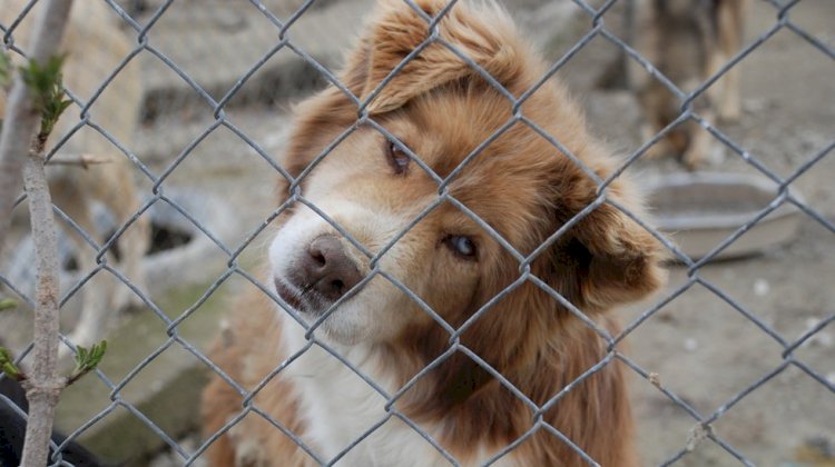 Большой штраф заплатят казахстанцы за жестокое обращение с животными