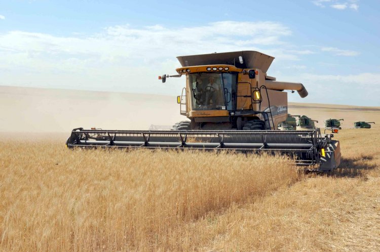 За месяц экспорт зерна из Казахстана упал на 30 процентов. Ожидается дальнейшее  снижение