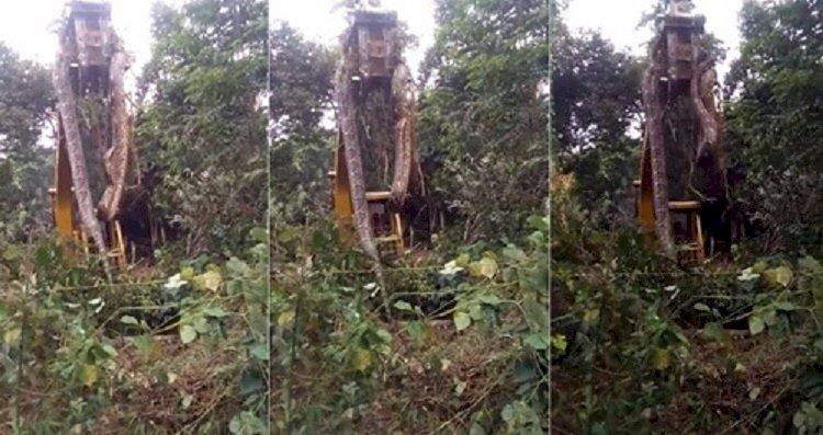 Видео с гигантской змеей, снятое на Доминике, шокировало зрителей