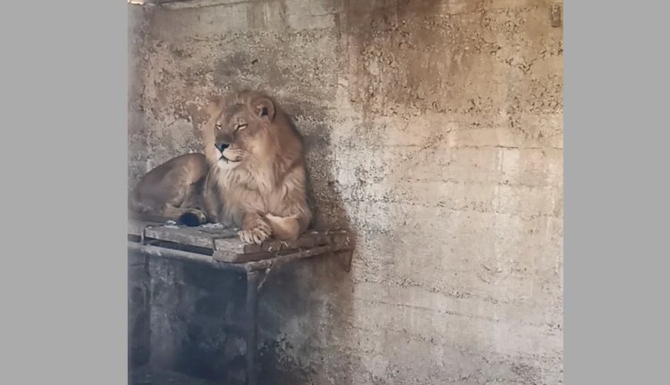 Прайд львов обнаружили в частном доме под Ташкентом