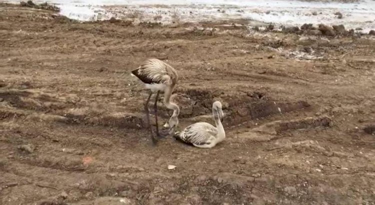 Что стало с фламинго со строительной площадки в Нур-Султане