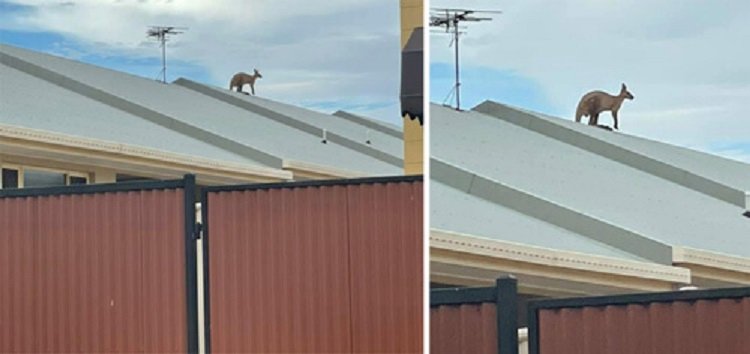 Кенгуру, способный лазать по крышам, сильно удивил очевидцев