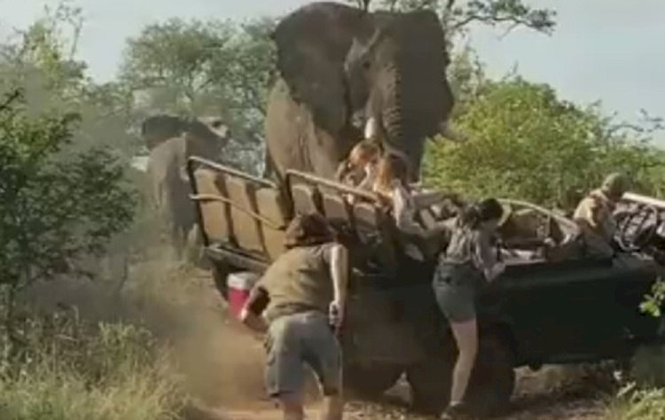 Нападение слона на джип с туристами попало на видео