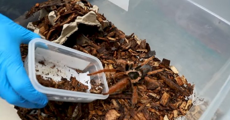 Пауки и тараканы: необычную контрабанду изъяли у двух граждан Германии – видео