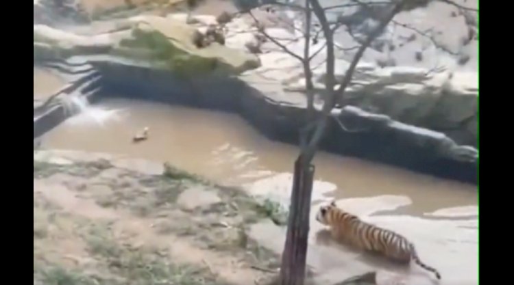 Видео с хитрой уткой, обманувшей тигра, стало вирусным в сети