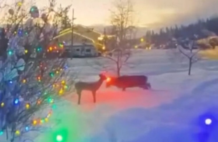 «Битва» реального и рождественского оленя попала на видео