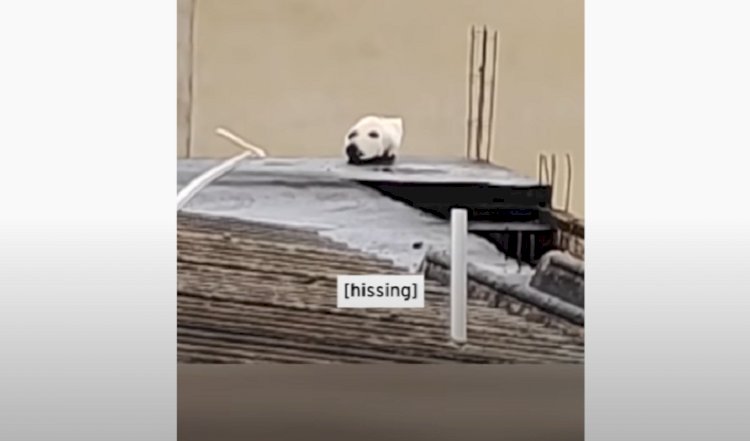 Видеоролик с кошкой, принятой за собаку, развеселил зрителей