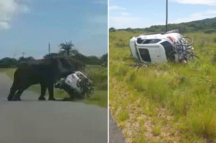 Дикий слон напал на машину с семьей из четырех человек – видео