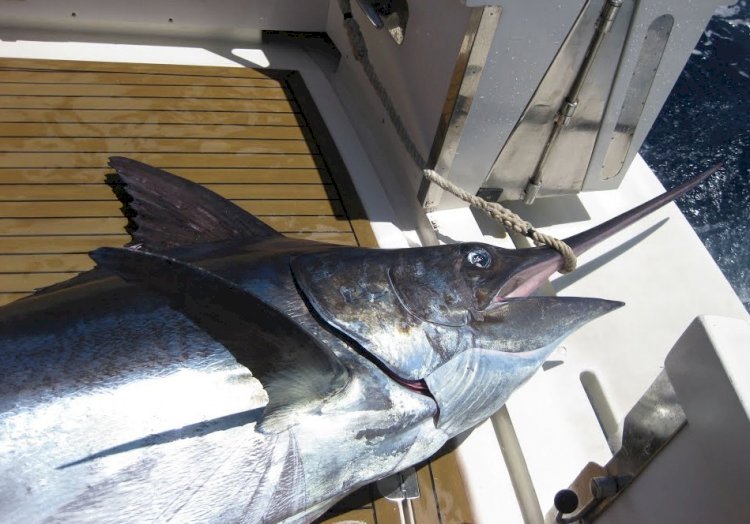 Пойманная во время рыбалки рыба убила рыбака