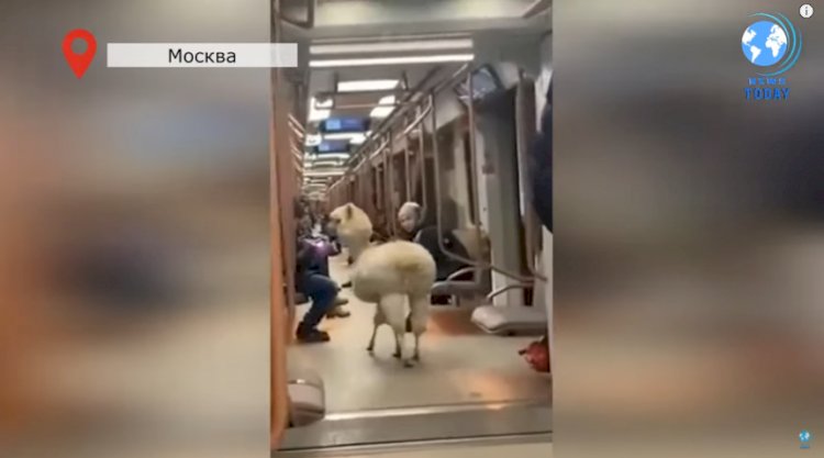Видео с альпакой в московском метро удивило и развеселило зрителей