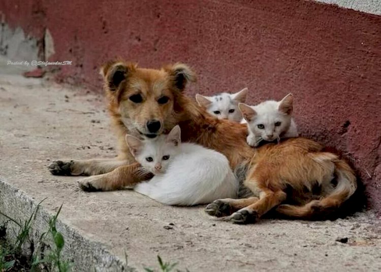 В РК на отлов и уничтожение бродячих животных было выделено свыше миллиарда тенге