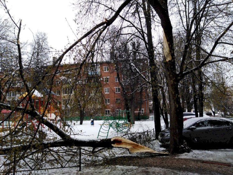 В Алматы упавшие во время снегопада деревья повредили 44 авто