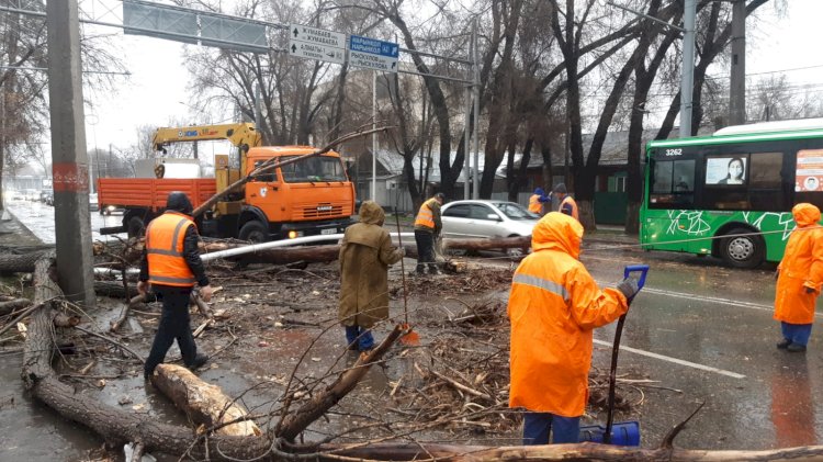 В ДЧС Алматы рассказали, сколько деревьев упало на автомобили вследствие непогоды