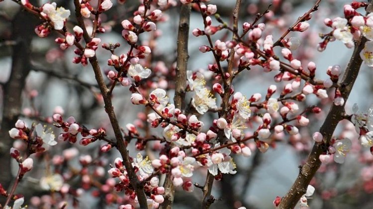 Какую погоду прогнозируют синоптики в Алматы и области