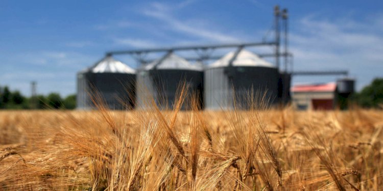 Минсельхоз РК вводит ограничение на экспорт зерна и муки