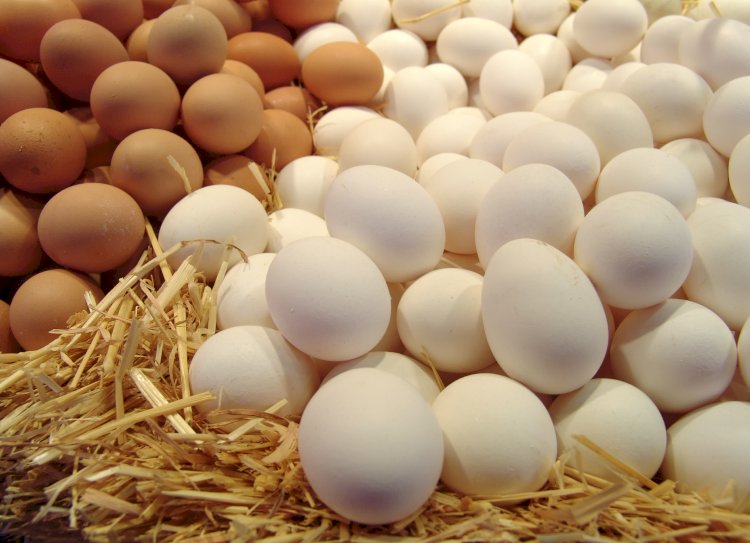 Казахстанские яичные птицефабрики получат дополнительную поддержку от государства