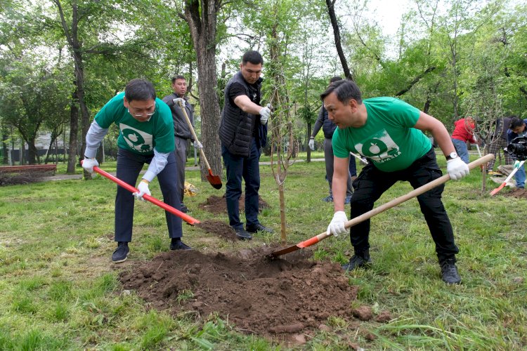 Аким Алматы принял участие в посадке деревьев в рамках экоакции Alma Qala