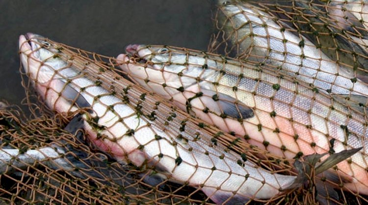 Незаконный улов: у браконьеров в Атырау изъяли 18 тонн рыбы