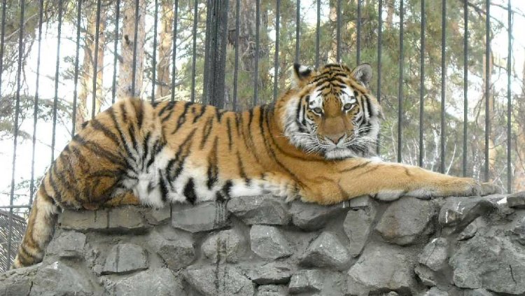 В Алматинском зоопарке произошел неприятный инцидент