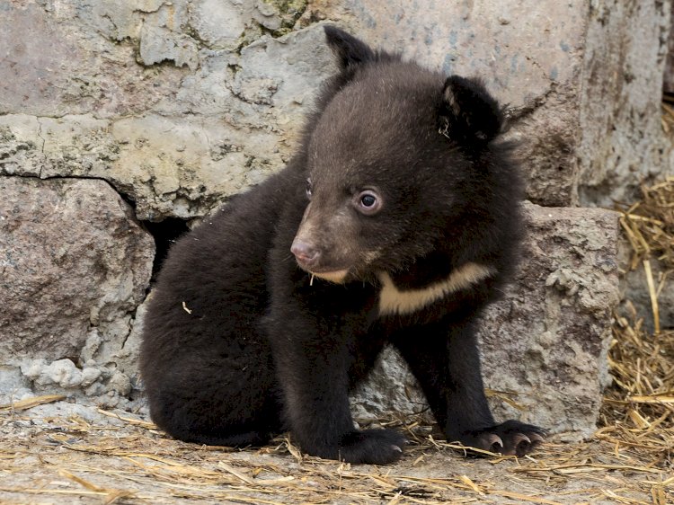 В зоопарке Алматы у пары гималайских медведей родился малыш
