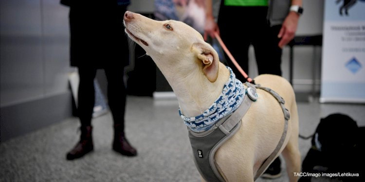 Собаки будут выявлять больных коронавирусом в аэропортах