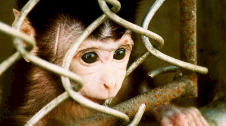 Казахстан пока вне опасности: случаев заражения оспой обезьян не зарегистрировано