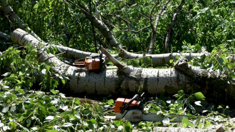 В Алматы участились случаи падения больших деревьев