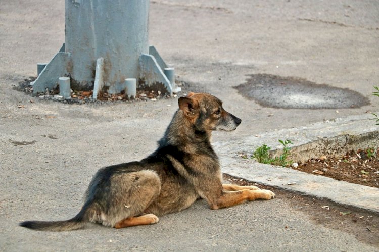 В Алматы ведется работа по гуманному регулированию численности бродячих животных
