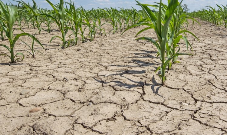 В каких регионах Казахстана ожидается сильная засуха