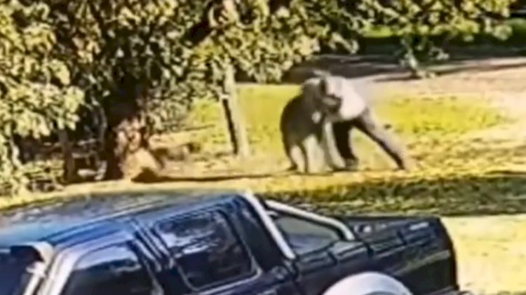 Видео уличной драки человека с кенгуру обсуждают в сети