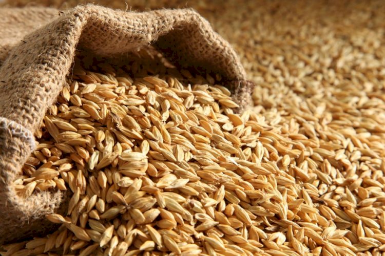 Беларусь продлила запрет на вывоз зерна из страны