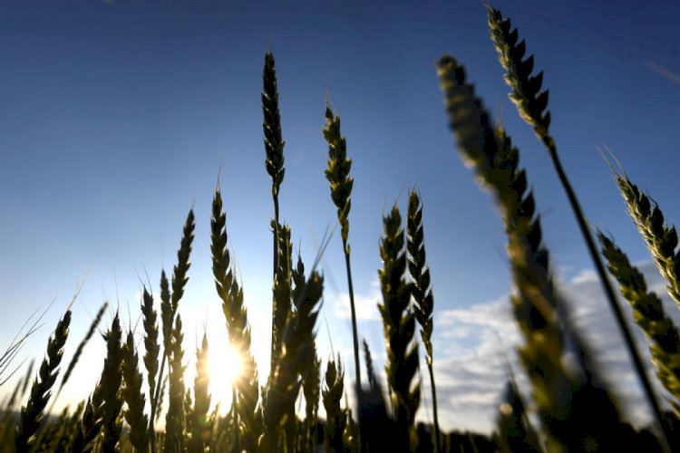 В Казахстане ограничения на вывоз зерна и муки продлят до осени