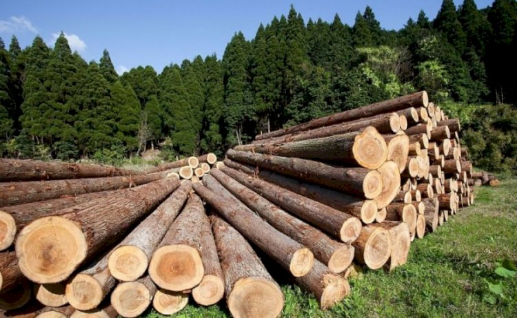 Казахстан продлил запрет на вывоз некоторых видов лесоматериалов