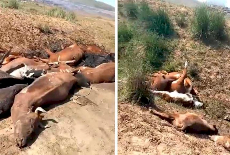 В селе Акшокы Карагандинской области продолжается массовая гибель животных