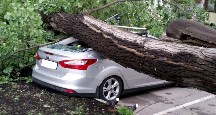 В Шымкенте во время бури огромное дерево упало на автомобиль