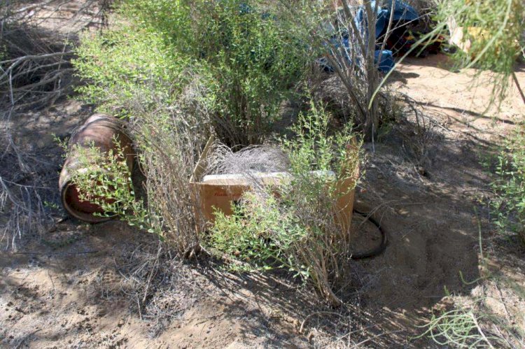 В Кызылординской области в степи среди саксаула обнаружили крупные наркопосевы