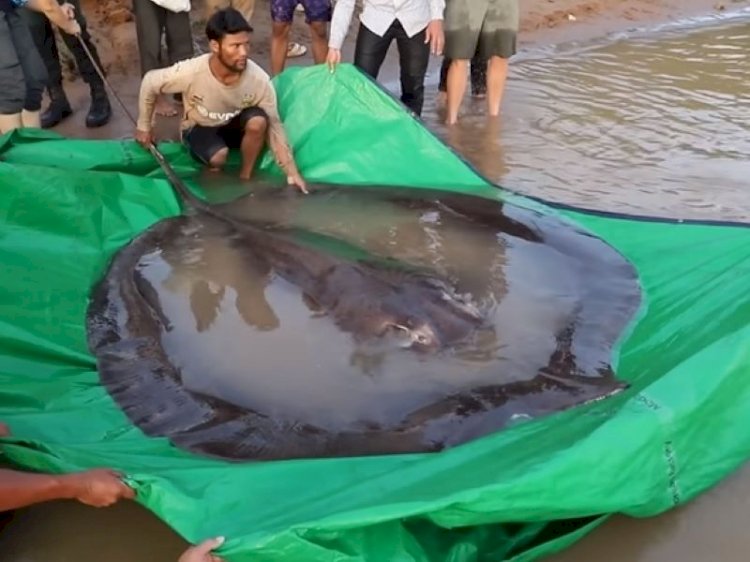 Самую большую пресноводную рыбу в мире выловили в Камбодже