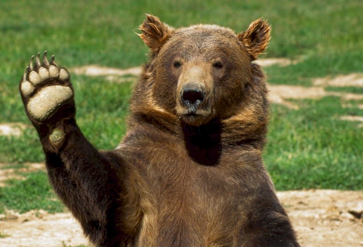 Как Ван Дамм: голодный медведь повторил знаменитый трюк со шпагатом