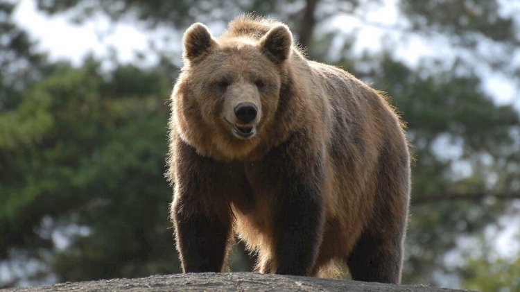 Краснокнижный бурый медведь попал в фотоловушку Нацпарка «Көлсай көлдері»