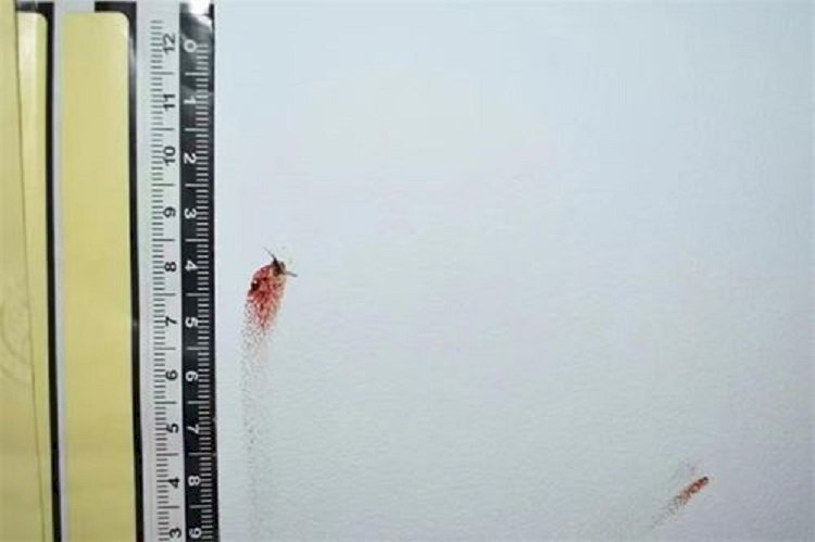 Мертвый комар помог полицейским изобличить преступника