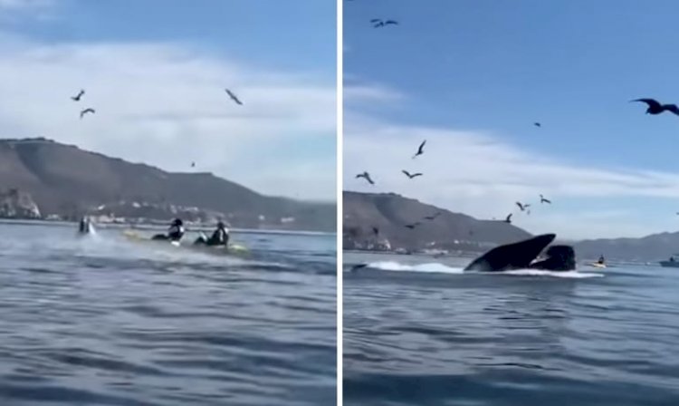 Видео с горбатым китом, проглотившим двух женщин, шокировало зрителей