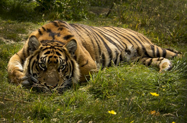 Тигры могут вернуться в Казахстан уже в 2025 году