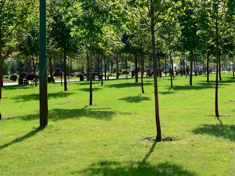В Алматы продолжается реализация программы Jasyl Almaty по посадке одного миллиона деревьев