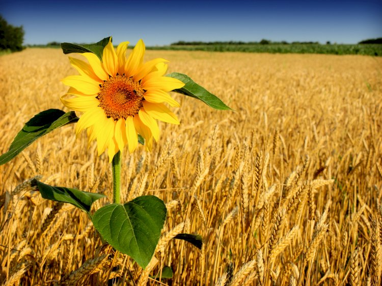 Какой урожай пшеницы и подсолнечника планируют получить в Казахстане в этом году