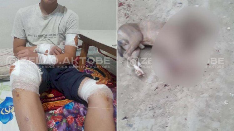 Бультерьер напал на детей в Актобе – собака убита, хозяин привлечен к адмответственности