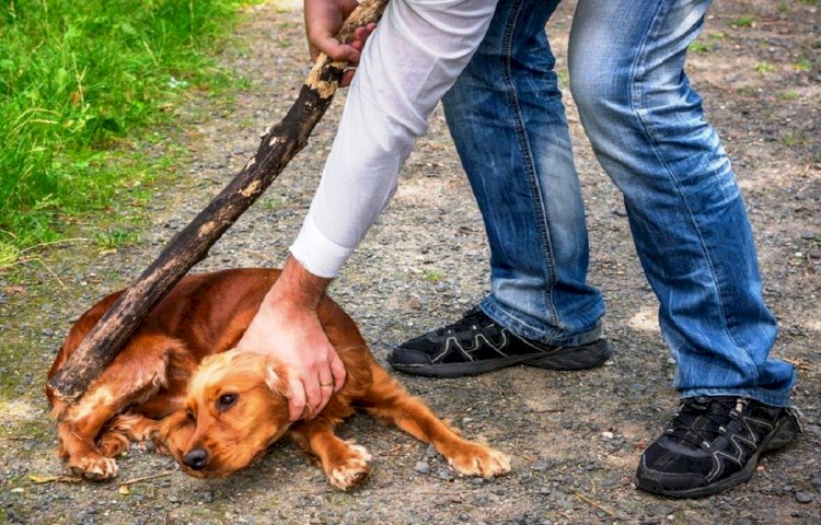 Разъяснительные работы по закону «Об ответственном обращении с животными» провели в РК